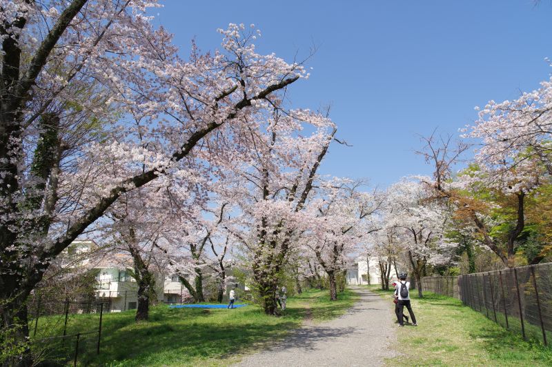 羽村・玉川上水沿いの桜