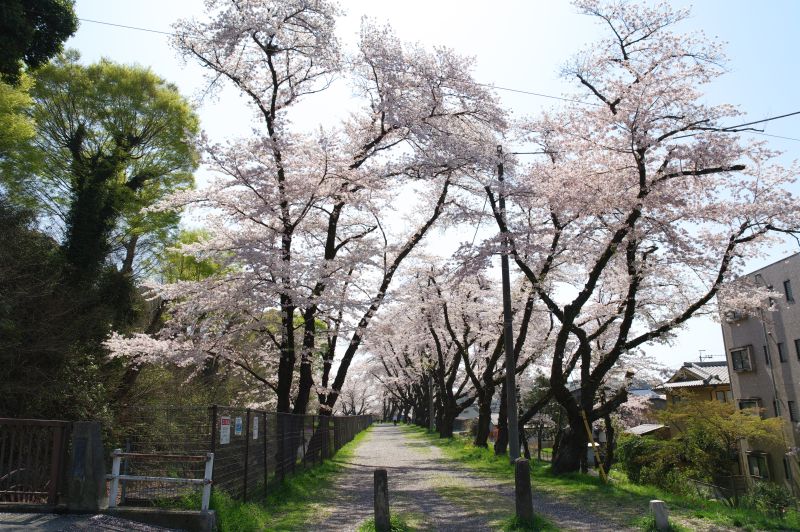 羽村・玉川上水沿いの桜