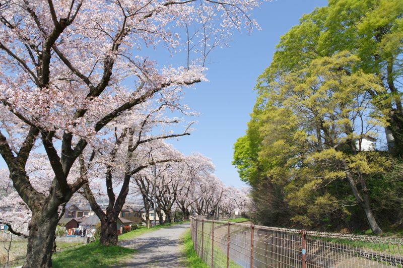 羽村・玉川上水沿いの桜