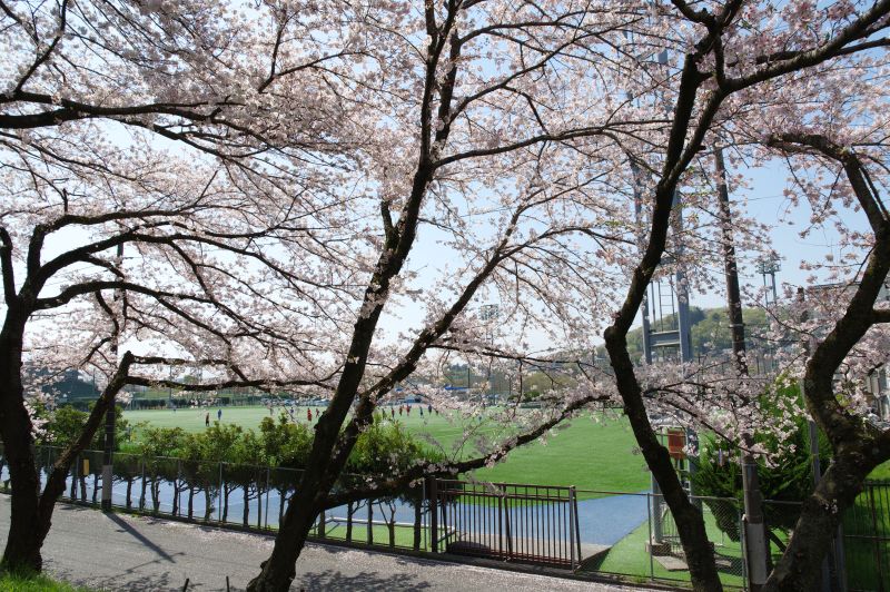 羽村・玉川上水沿いの桜