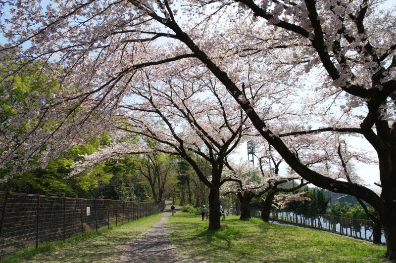 羽村・玉川上水沿いの桜