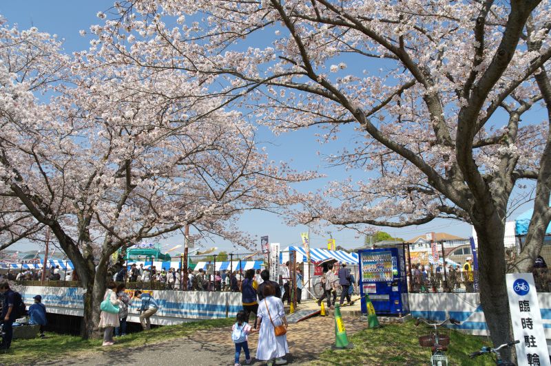 羽村・大正土手の桜