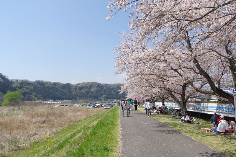 羽村・大正土手の桜