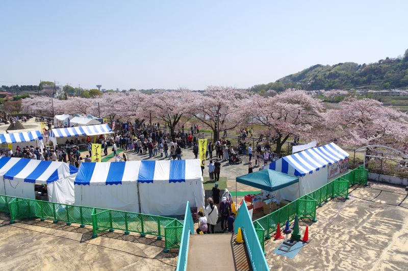 羽村・大正土手の桜