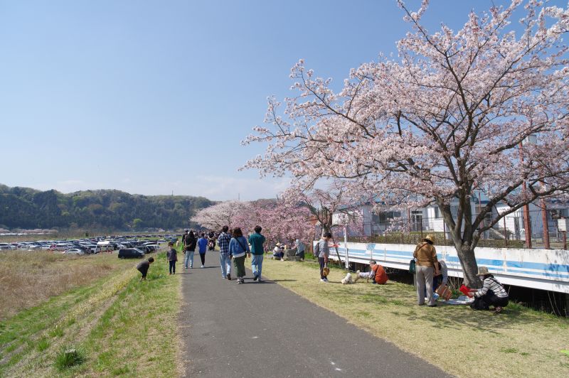 羽村・大正土手の桜