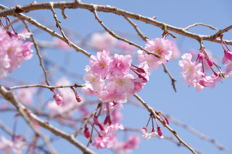 羽村・大正土手の桜