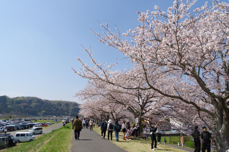 羽村・大正土手の桜