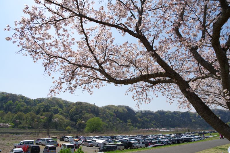 羽村・大正土手の桜