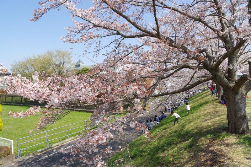 羽村・大正土手の桜