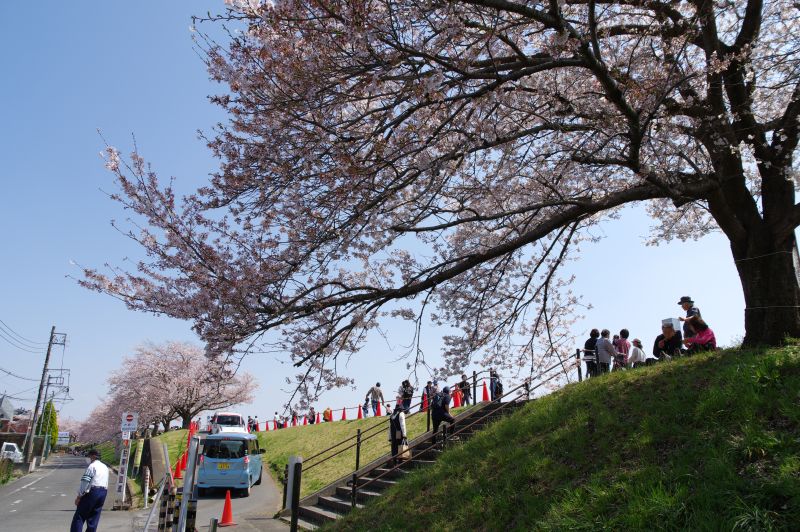 羽村・大正土手の桜