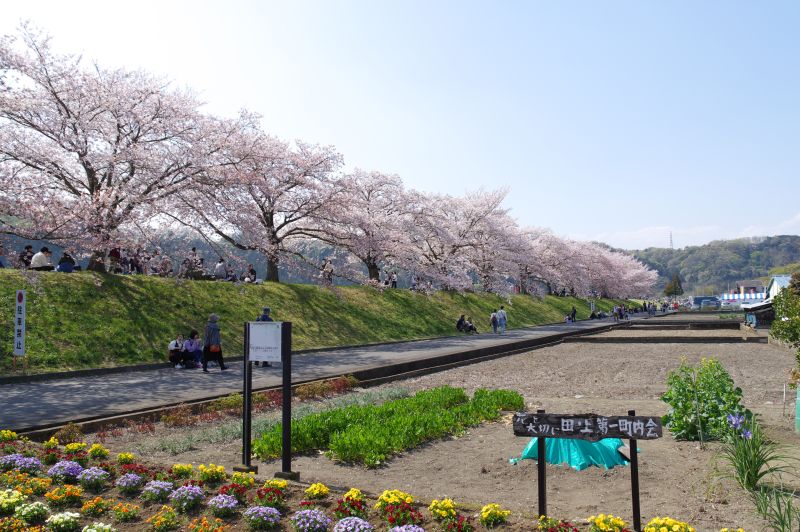 羽村・大正土手の桜