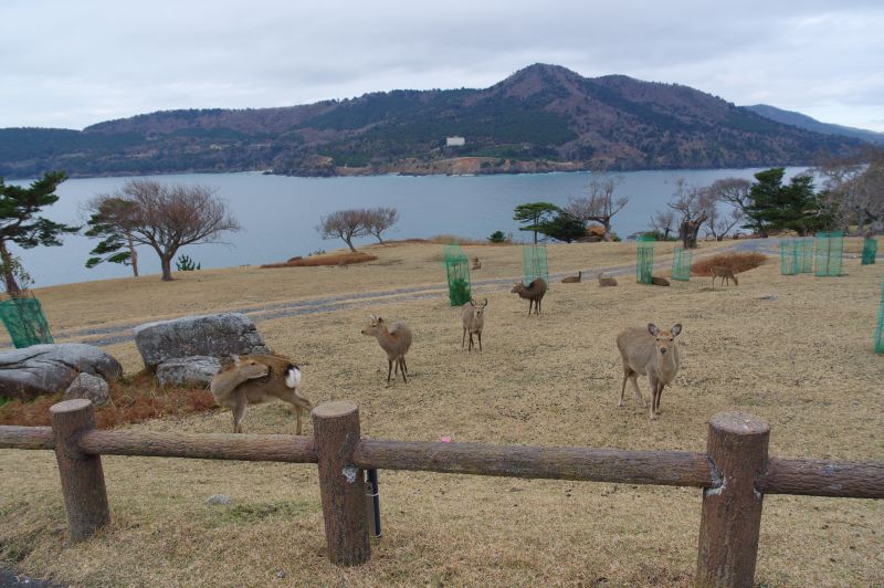 金華山黄金山神社へ