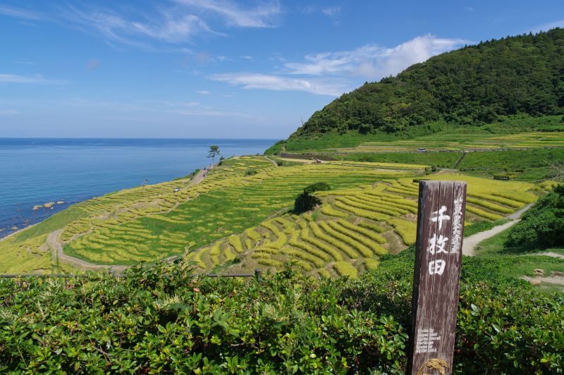 白米千枚田