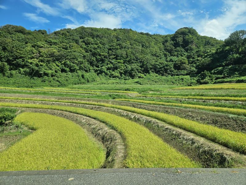 白米千枚田