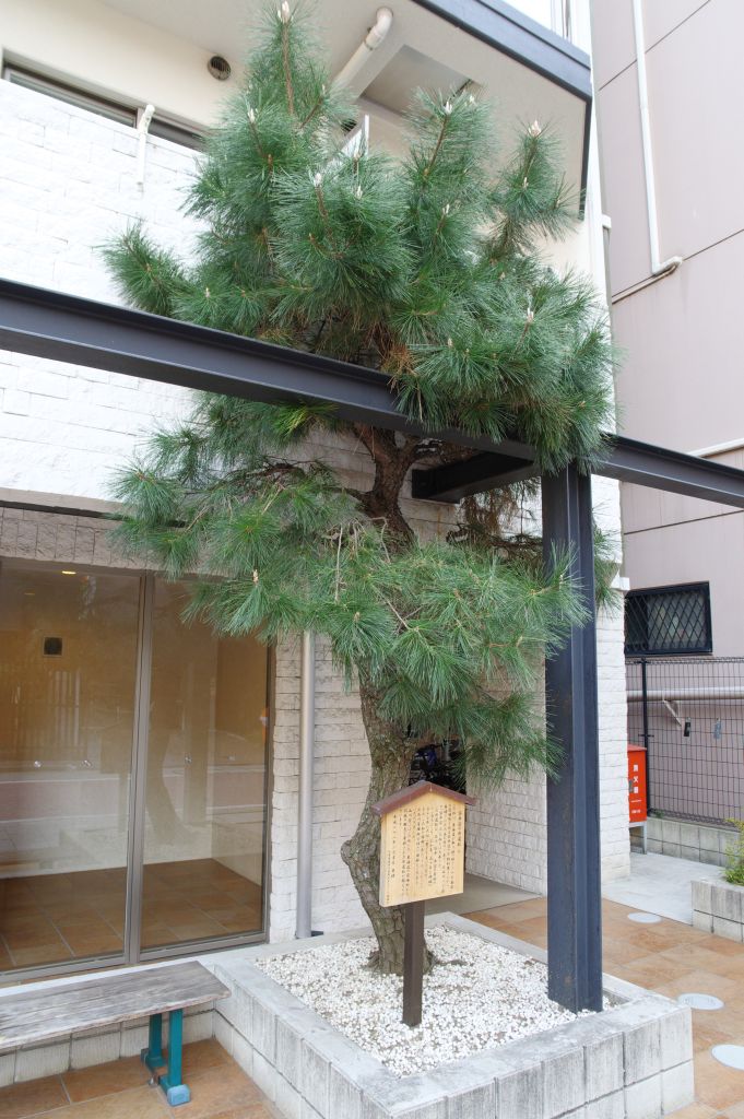 品川駅付近・旧東海道・松の木