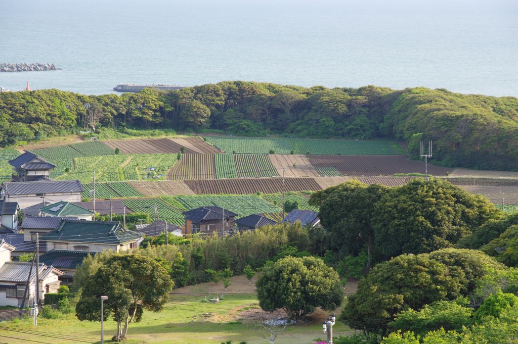地球の丸く見える展望館・キャベツ畑