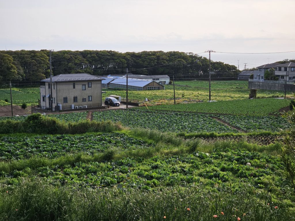 地球の丸く見える展望館・駐車場付近のキャベツ畑