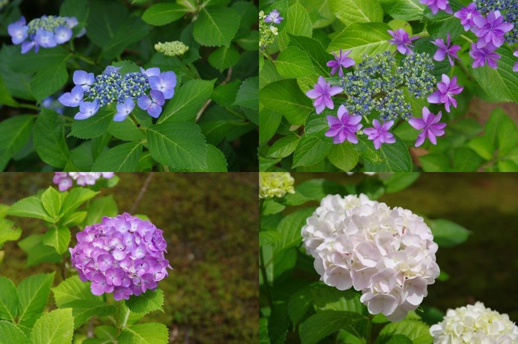 由志園・庭園・あじさい各種