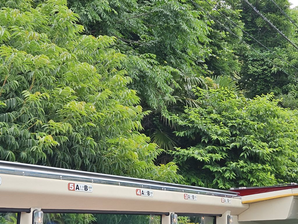 緑が迫るバス頭上