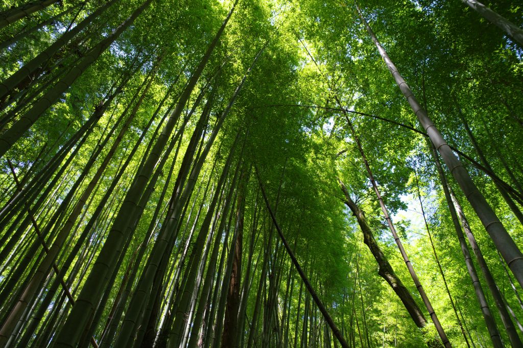 月山富田城・竹林