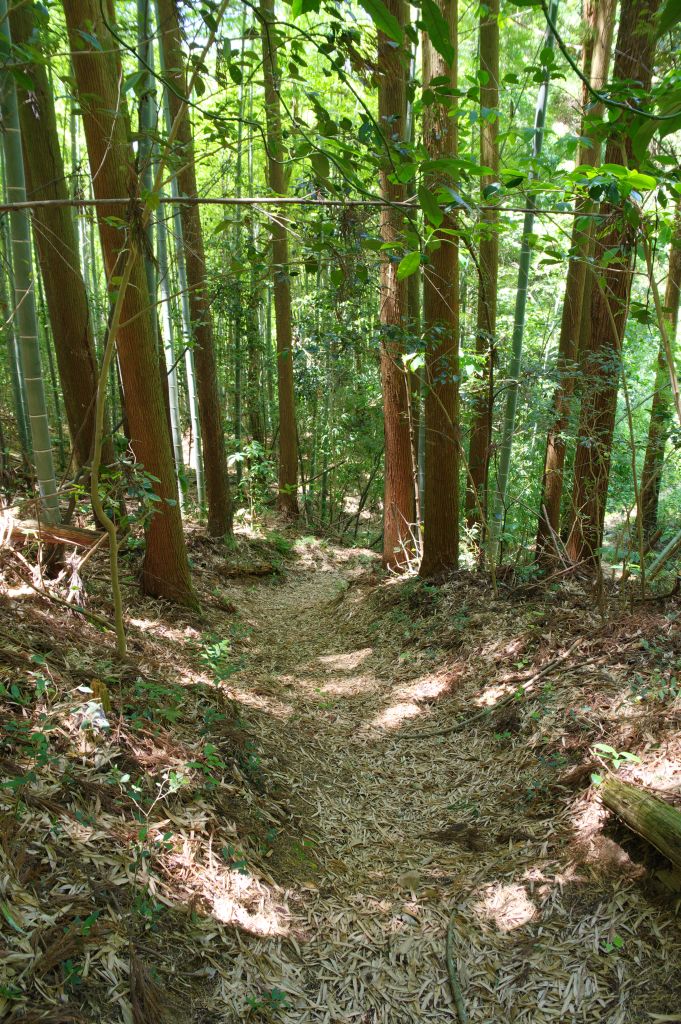 月山富田城・鬱蒼とした道