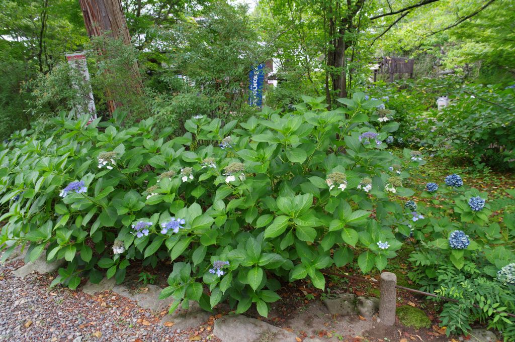 小諸城(懐古園)・あじさい群