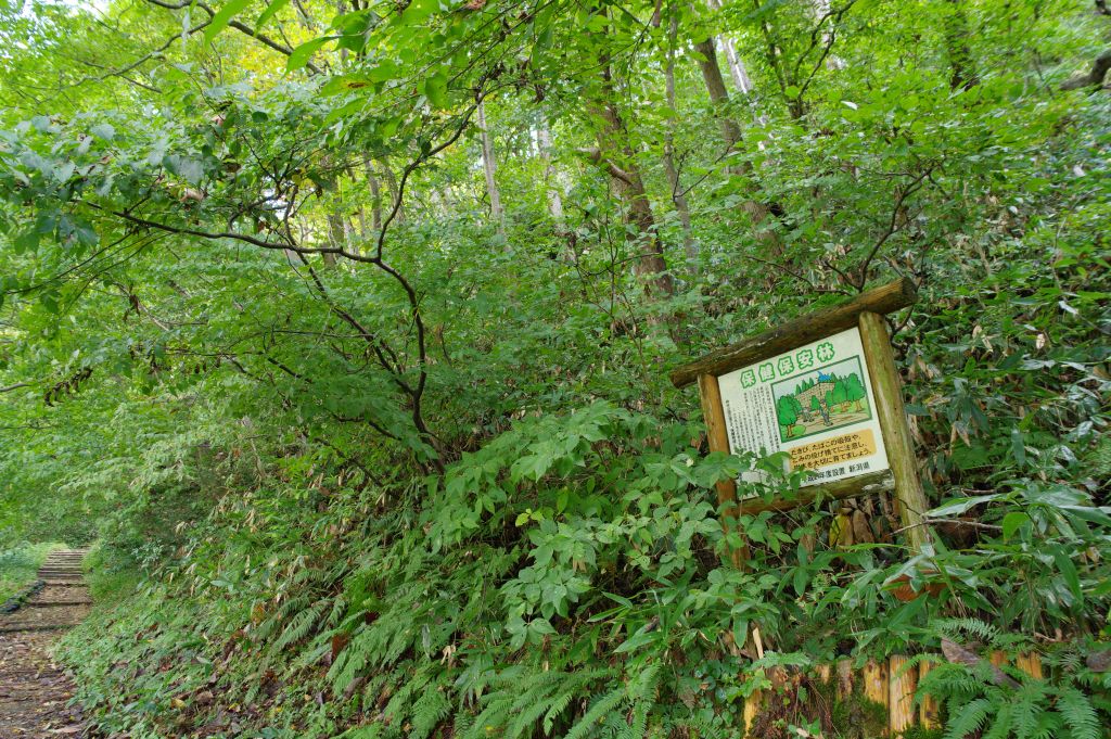 村上城・斜面は豊かな緑