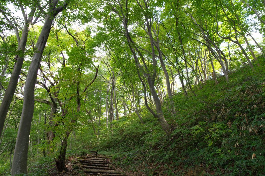 村上城・緑の坂道を登り続ける