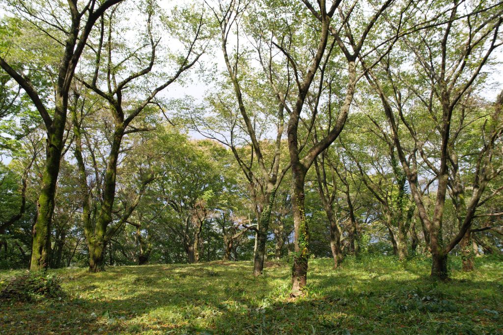 村上城・三の丸・調練場跡、豊かな木々