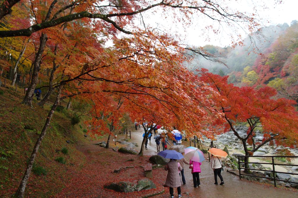 香嵐渓・川沿いへ、紅葉の道、頭上アーチ