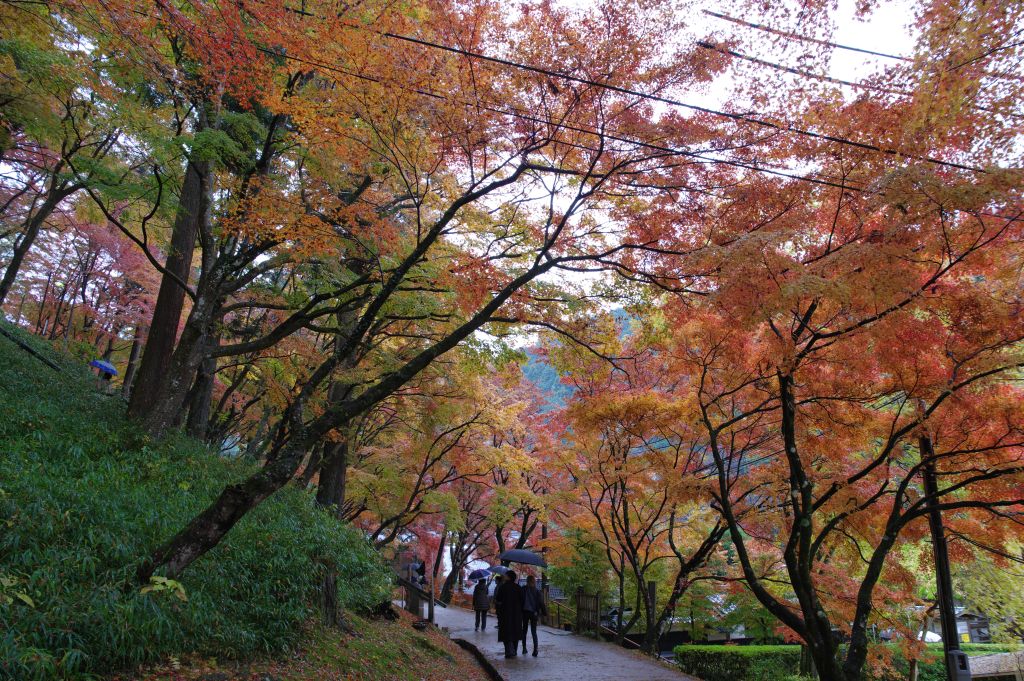 香嵐渓・頭上が紅葉の道