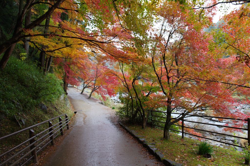 香嵐渓・薫楓橋袂の紅葉