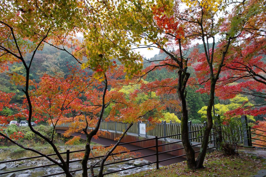 香嵐渓・薫楓橋袂の紅葉