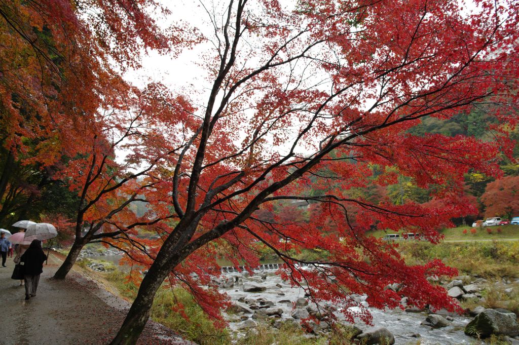 香嵐渓・川沿いの赤い紅葉
