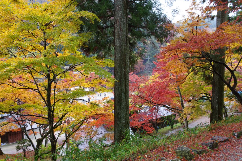 香嵐渓・斜面下の紅葉