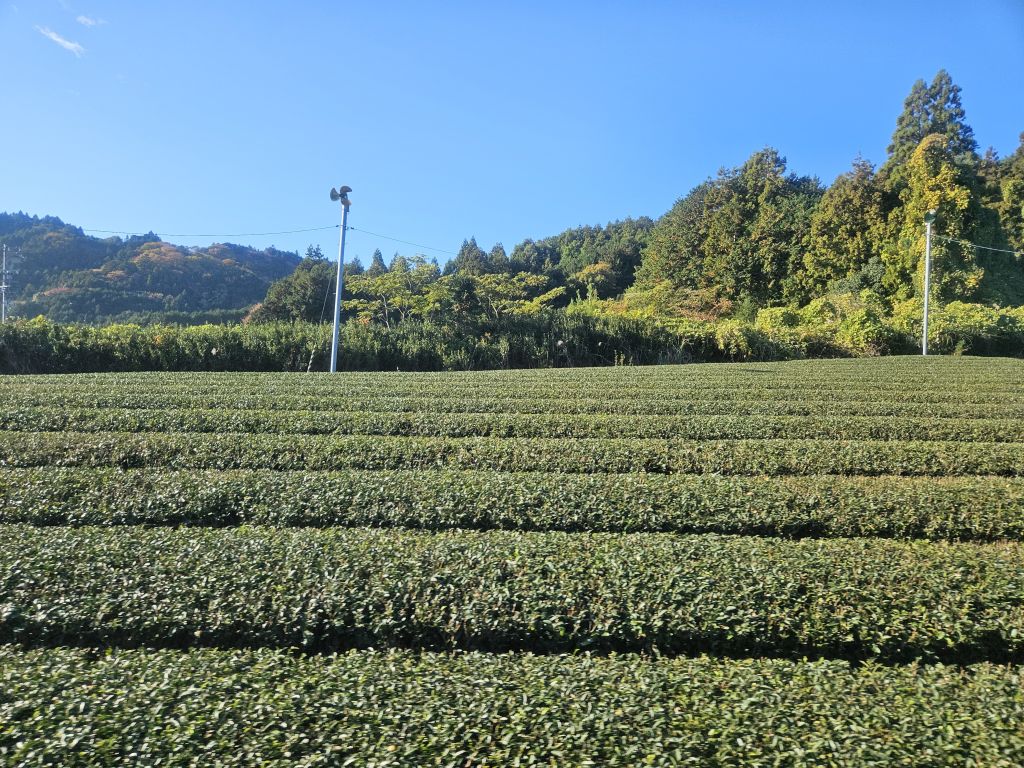 大井川沿いバス車窓・茶畑