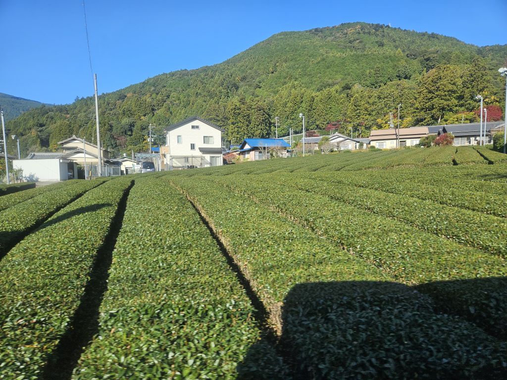 大井川沿いバス車窓・茶畑