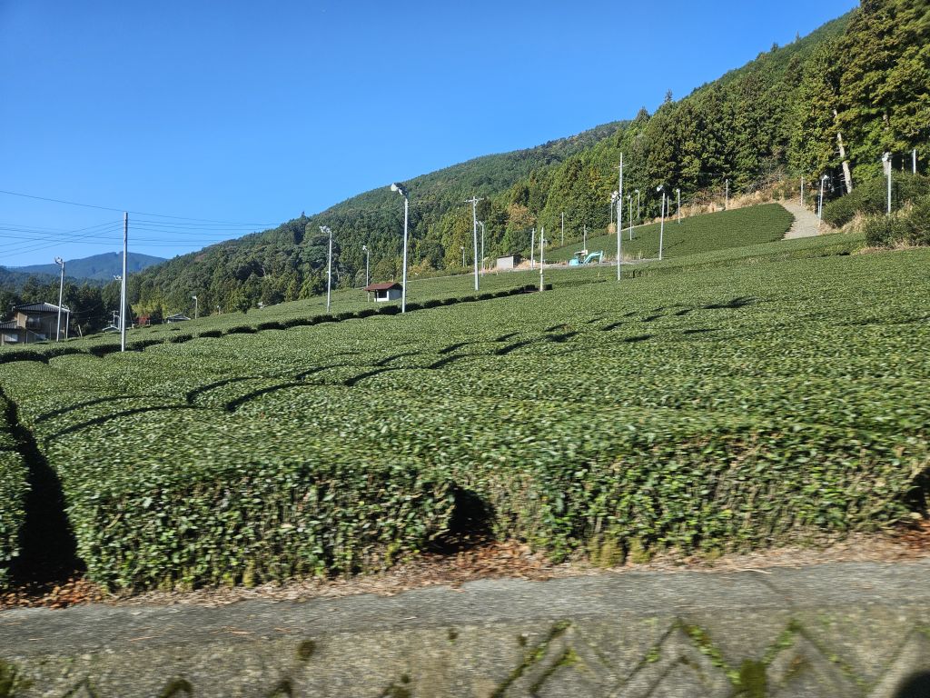 大井川沿いバス車窓・茶畑