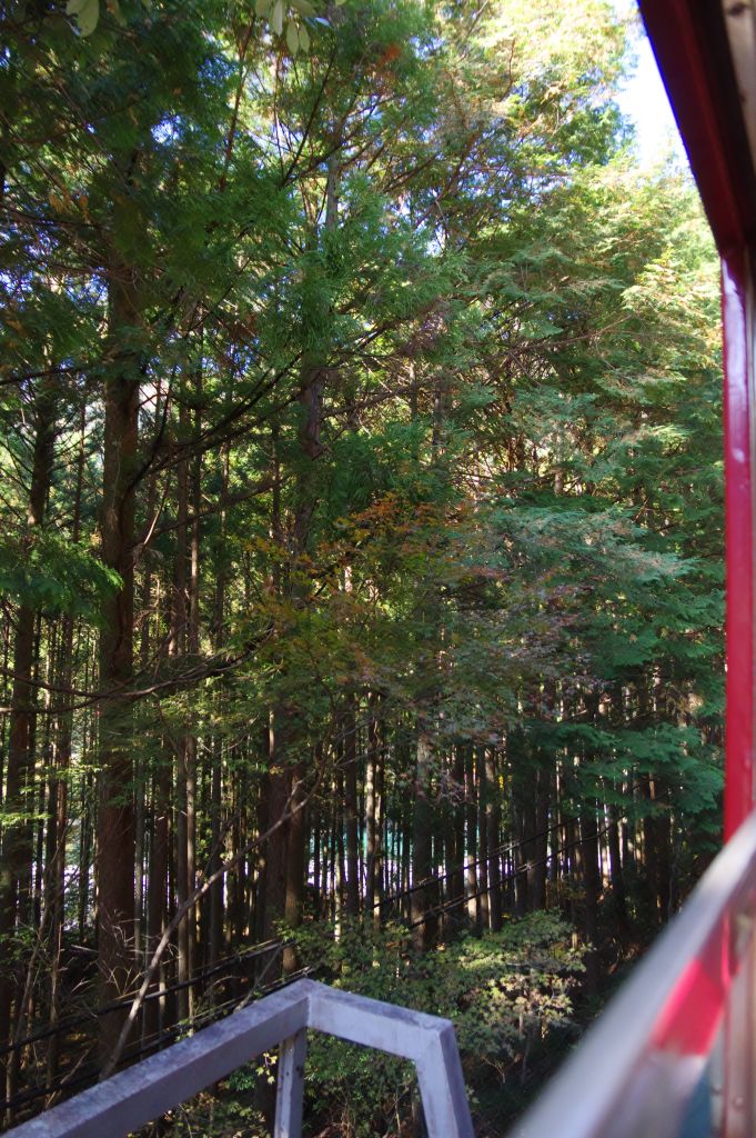 井川線・川根小山駅の林