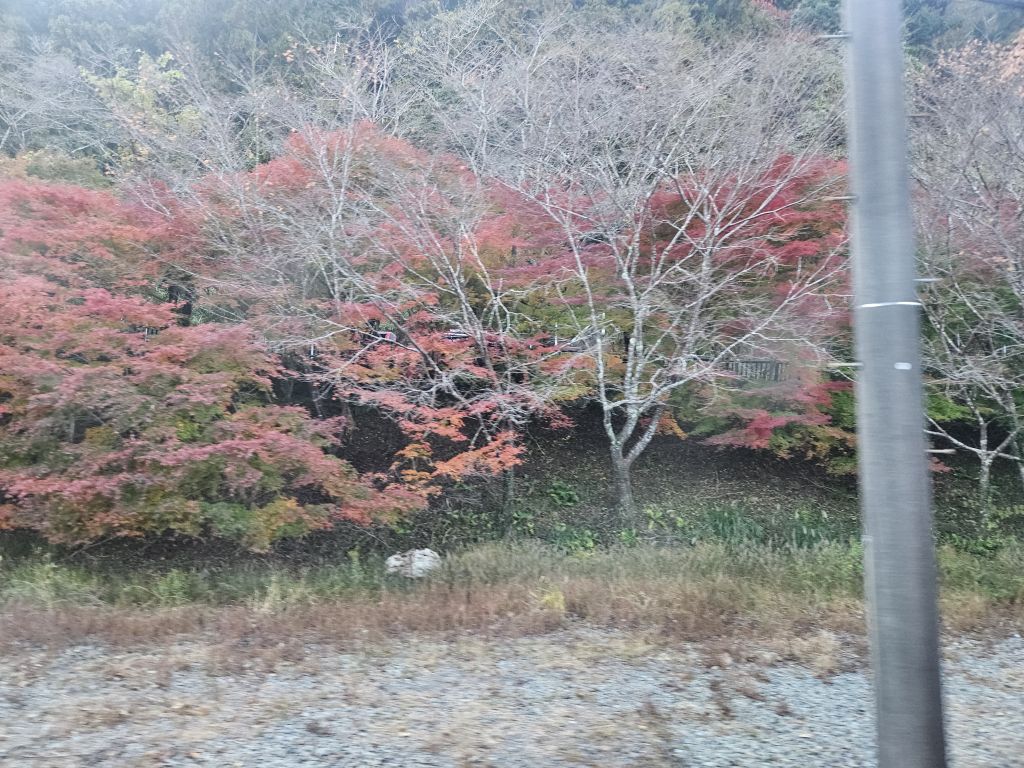 大井川鐵道SL車窓・家山駅付近の紅葉