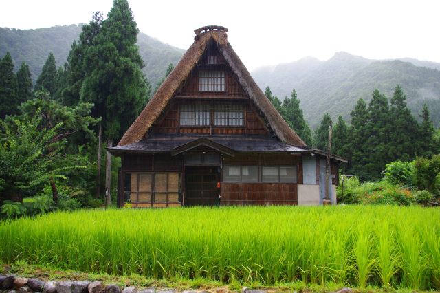 豊かに実る水田の緑。