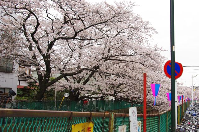 川を覆うように続く桜並木。