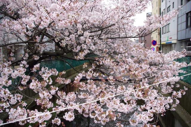 橋の上から間近に桜を眺める。