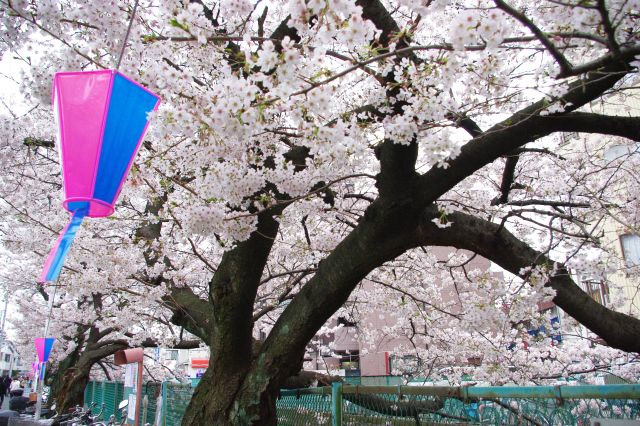 桜の花びらであふれる。