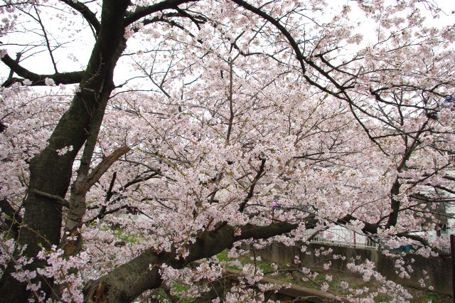 川の上にあふれる桜。