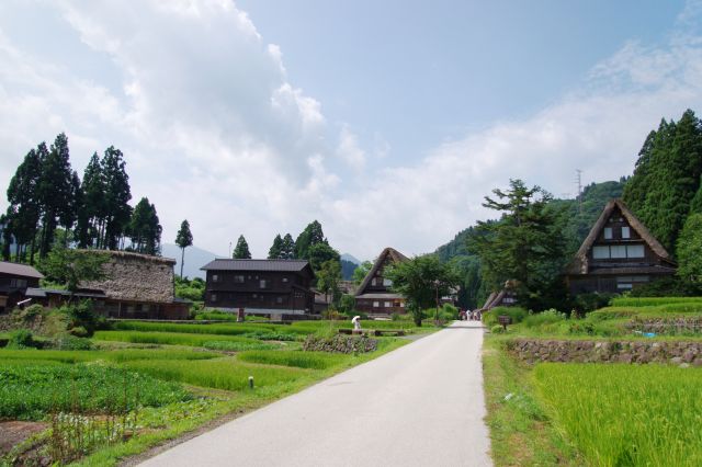 駐車場からメインの通りを歩いていく。畑や林の緑と、合掌造りの茶色がいいコントラストです。