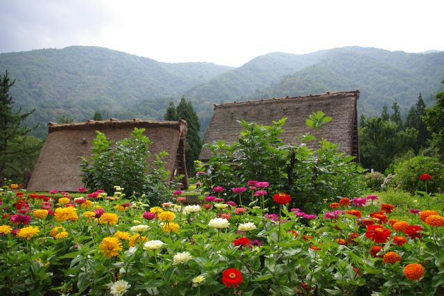 合掌造りと花。奥の山と、自然の中にある感じが風情がある。