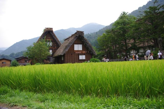 まぶしい緑の田園が雰囲気のよくマッチします。