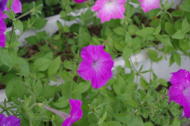 お店の前に植えられていたアサガオ。