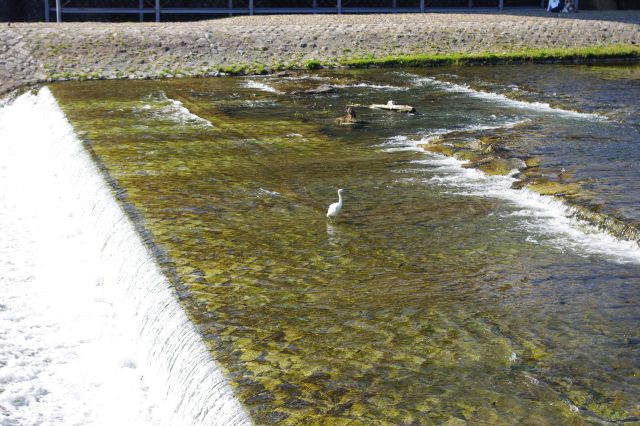 浅い川には何匹も鳥が涼んでいた。